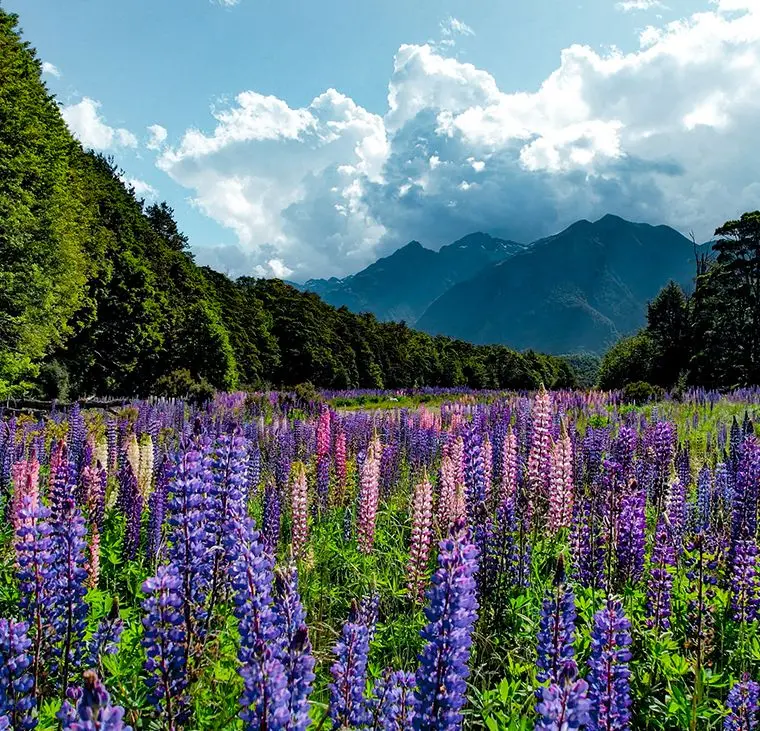 Vibrant purple lupins blooming in a field during summer in Milford Sound, with mountains in the background.